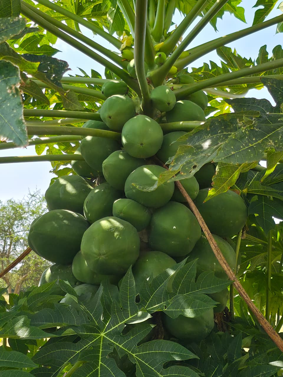 Grow More Food, More Reliably